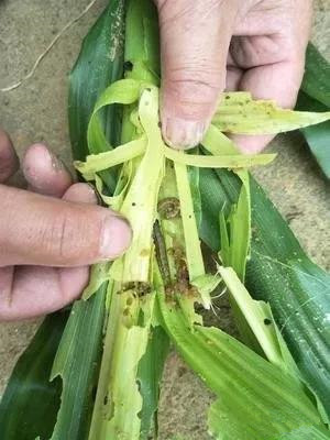 高空測報燈防治草地貪夜蛾4